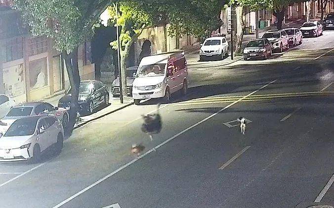 霍恩vs林茨
_浙江车主一觉醒来傻眼了:谁干的?!警方:“肇事者”200斤霍恩vs林茨
,不是人