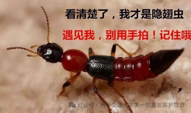 皇冠信用盘_西安多区发现隐翅虫？千万别拍皇冠信用盘！毒液堪比硫酸