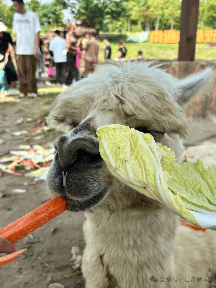 孟菲斯灰熊vs波士顿凯尔特人_游客过度投喂孟菲斯灰熊vs波士顿凯尔特人,羊驼被喂到倒地翻白眼